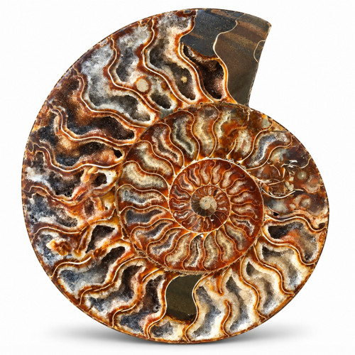 Natural Ammonite Fossil Meditation Décor – Polished Spiral Stone for Mindfulness, Zen Spaces & Relaxing Home Display