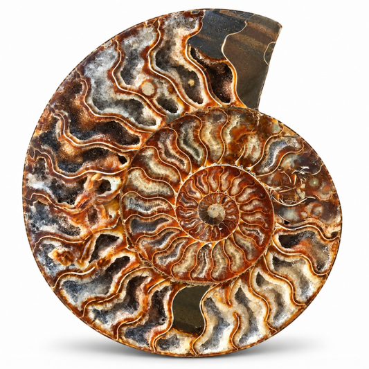 Natural Ammonite Fossil Meditation Décor – Polished Spiral Stone for Mindfulness, Zen Spaces & Relaxing Home Display
